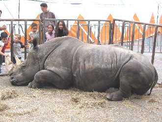 neushoorn.jpg